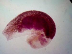 Apatemon gracilis 1