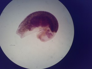 Apatemon gracilis