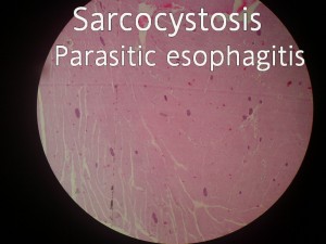 esophagitis sarcocystosis