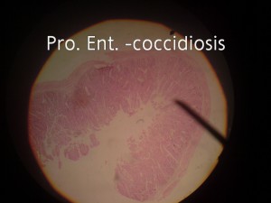 اینتروکوکسیدیوزیس Entrococcidiosis