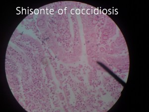 شیزونت کوکسیدیوز(shizont of coccidiosis)
