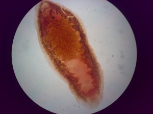 Tracheophilus cymbius