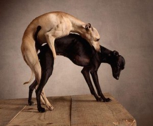 Dogs mating