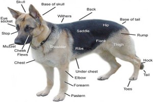 anatomy-of-the-dog