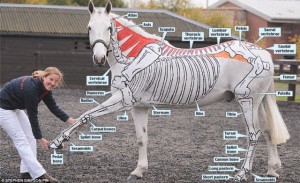 horsesinside-anatomi