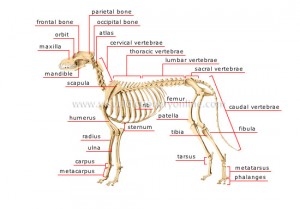 skeleton-dog