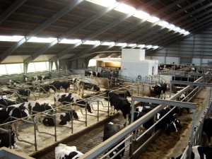 dairy-farm-modern