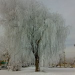 درختان زیبای برف نشان در شهرکرد