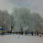 درختان سفید پوش در شهرکرد